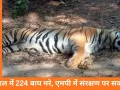 5 साल में 224 बाघों की मौत: ‘टाइगर स्टेट’ एमपी में संरक्षण पर गंभीर सवाल