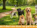 MP Dog Sterilization Scam: मंडला में 795 कुत्तों के अंग बरामद, नसबंदी के नाम पर बड़ा फर्जीवाड़ा उजागर