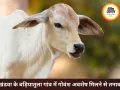 खंडवा के बड़ियातुला गांव में अवशेष मिलने से तनाव फैला, पुलिस तैनात