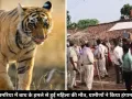 उमरिया में बाघ के हमले से हुई महिला की मौत, 21 दिन में तीसरी मौत, गुस्साए ग्रामीणों का किया हंगामा