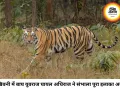 खिवनी में बाघों की वर्चस्व की लड़ाई, घायल युवराज को भोपाल किया गया शिफ्ट