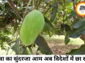 रीवा का सुंदरजा आम बना ग्लोबल ब्रांड, अबूधाबी जाएगी बड़ी खेप