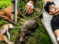 सीधी में खेत के कंटीले तार में दौड़ा करंट, तीन पशुओं की मौत; बचाने पहुंचा युवक घायल