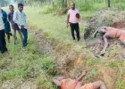हाथी के हमले में 68 वर्षीय किसान की मौके पर मौत