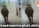 सर्जिकल वार्ड में टहलती दिखी आवारा गाय, सिविल सर्जन बोले- यह मेरा काम नहीं; संक्रमण का खतरा बढ़ा