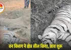 बालाघाट के जंगल में बाघिन का शव मिलने से हड़कंप: वन विभाग ने क्षेत्र सील किया, चार महीने में दूसरी मौत से बढ़ी चिंता