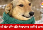ठंड में पालतू कुत्ते को कैसे रखें फिट और हेल्दी, आसान देखभाल से बीमारी रहेगी दूर