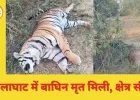 बालाघाट जंगल में बाघिन मृत मिली; वन विभाग ने किया क्षेत्र सील