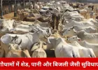छत्तीसगढ़ में 46 शेल्टर होम में 4,160 मवेशी, 36 गौधामों के लिए प्रशासनिक स्वीकृति