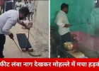 कोरबा में किचन के सिलेंडर के पीछे छिपा मिला कोबरा, गैस जलाते ही फुंकार सुन महिला की बची जान