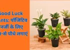 घर से नकारात्मक ऊर्जा दूर करने के लिए लगाएं ये 5 शुभ पौधे, बनी रहेगी सुख-समृद्धि