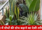 ठंड में पौधों की धीमी ग्रोथ से परेशान? घर पर बनाएं DIY फर्टिलाइज़र, हरियाली लौटेगी तेजी से