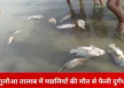 जबलपुर के गुलौआ तालाब में मरी मछलियों से फैली दुर्गंध
