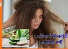 बालों के रूखेपन और फ्रिजीनेस से परेशान? एलोवेरा से पाएँ प्राकृतिक नमी और स्मूद हेयर