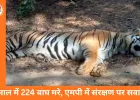 5 साल में 224 बाघों की मौत: ‘टाइगर स्टेट’ एमपी में संरक्षण पर गंभीर सवाल