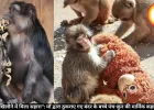  "मुझे एक खिलौने में मिला सहारा": माँ द्वारा ठुकराए गए बंदर के बच्चे पंच-कुन की मार्मिक कहानी वायरल