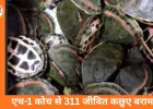 पटना–इंदौर एक्सप्रेस में 311 कछुओं की तस्करी का पर्दाफाश
