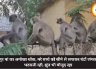लंगूर मां का अनोखा शोक, मरे बच्चे को सीने से लगाकर घंटों जंगल में भटकती रही, झुंड भी मौजूद रहा
