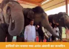 अनंत अंबानी का जन्मदिन जयपुर में खास अंदाज में मना: हाथियों संग काटा केक, 3000 किलो फलों की दावत बनी आकर्षण