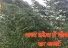 मध्य प्रदेश में मौसम का अलर्ट: 42 जिलों में आंधी-बारिश-ओलावृष्टि, 9 जिलों में ऑरेंज चेतावनी
