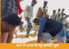 MP में आज से चार संभागों में गेहूं खरीदी शुरू, किसानों का तिलक लगाकर स्वागत करेंगे मंत्री; कांग्रेस करेगी कलेक्टर कार्यालयों का घेराव