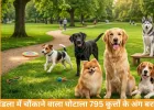 MP Dog Sterilization Scam: मंडला में 795 कुत्तों के अंग बरामद, नसबंदी के नाम पर बड़ा फर्जीवाड़ा उजागर