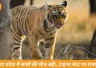 मध्य प्रदेश में बाघों की मौत पर बढ़ी चिंता, 6 दिन में 3 शावकों की मौत