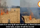 रायसेन में 50 एकड़ गेहूं की फसल में लगी आग, 11 किसानों की फसल जलकर खाक, 25 ट्रैक्टर भी नहीं रोक पाए लपटें