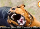 MP के सतना में पागल कुत्ते से मचा हाहाकार! 40 से ज्यादा लोग हुए अस्पताल में भर्ती