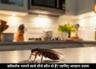 कॉकरोच भगाने के लिए घर में लगाएं ये पौधे, केमिकल स्प्रे की नहीं पड़ेगी जरूरत