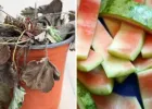 झुलसते पौधों को ऐसे दें ठंडक: तरबूज के छिलकों से तैयार करें देसी टॉनिक, बगीचा फिर होगा हरा-भरा