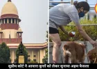 सुप्रीम कोर्ट का बड़ा आदेश: सार्वजनिक जगहों से हटेंगे आवारा कुत्ते, सड़कों पर खाना खिलाना भी बंद