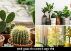 घर की खुशहाली पर असर डाल सकते हैं ये 5 पौधे, वास्तु में माने गए अशुभ