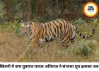 खिवनी में बाघों की वर्चस्व की लड़ाई, घायल युवराज को भोपाल किया गया शिफ्ट