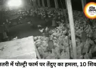 पोल्ट्री फार्म में घुसा तेंदुआ, 10 मुर्गियों का किया शिकार
