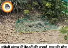मुंगेली के जंगल में तेंदुओं की खूनी जंग, एक की मौत; दूसरा गंभीर घायल