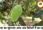 रीवा का सुंदरजा आम बना ग्लोबल ब्रांड, अबूधाबी जाएगी बड़ी खेप