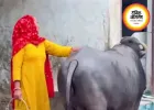 टीवी देखे बिना दूध नहीं देती भैंस! वायरल वीडियो ने इंटरनेट पर मचाई धूम