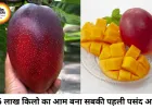 2.5 लाख रुपये किलो का मियाजाकी आम बना आकर्षण, यूपी मैंगो फेस्टिवल में उमड़ी भीड़