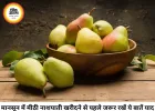 मानसून में मीठी और रसीली नाशपाती खरीदने से पहले जान लें ये जरूरी बातें