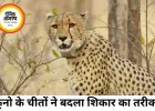 कूनो के चीते मप्र-राजस्थान के 12 जिलों तक पहुंचे, शिकार के तरीके में भी आया बड़ा बदलाव