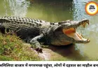 सीधी के अमिलिया बाजार में घुसा मगरमच्छ: रातभर दहशत में रहे लोग, कड़ी मशक्कत के बाद वन विभाग ने किया रेस्क्यू