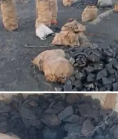 कोयला माफिया पर पुलिस का प्रहार: जंगल में छिपाया गया 3 टन अवैध कोयला जब्त, बड़ा नेटवर्क बेनकाब