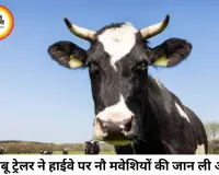 हाईकोर्ट की सख्ती बेअसर! बिलासपुर-कोरबा हाईवे पर ट्रेलर ने 9 मवेशियों को कुचला