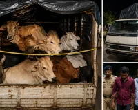 रायपुर में वाहन से मिले 10 मवेशी, क्रूरता के आरोप में 2 गिरफ्तार