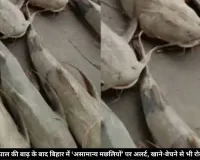 नेपाल की बाढ़ के बाद बिहार में ‘असामान्य मछलियों’ पर अलर्ट, खाने-बेचने से भी रोक; जानें क्या है वजह