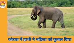 कोरबा: जंगली हाथी के हमले में महिला की मौत, पति ने छलांग लगाकर बचाई जान