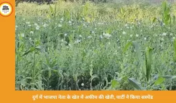 दुर्ग में भाजपा नेता के खेत में अफीम की खेती का खुलासा, पार्टी ने किया सस्पेंड