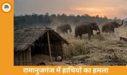 रामानुजगंज में हाथियों का कहर, 3 एकड़ फसल रौंदी और 30 क्विंटल गेहूं नष्ट, ग्रामीणों में दहशत