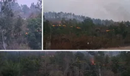 कुंवरपुर के जंगल में धधकी आग: 1 किमी तक फैली लपटें, हरियाली को भारी नुकसान